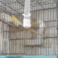 قناری ماده درجه یک سفید و طلایی|پرنده|خورموج, |دیوار