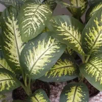 تخفیف گل تا امشب|گل و گیاه طبیعی|قم, زاد|دیوار