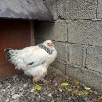 دو عدد مرغ برهما و یک عدد خروس