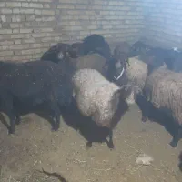۱۵راس گوسفند ابستن سنگین  و۱۶ راس بره نرماده