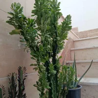 گل و گلدان|گل و گیاه طبیعی|قم, آذر (نکویی)|دیوار