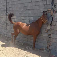 عرب ایرانی اصیل|اسب و تجهیزات اسب‌سواری|اراک, |دیوار