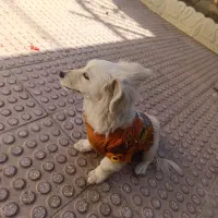 توله سگ پامر اشپیتز نر