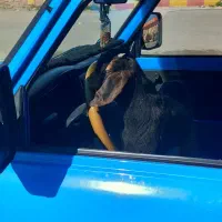 حمل بار با وانت نیسان|خدمات حمل و نقل|ایلام, |دیوار