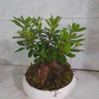 بونسای میخک هندی|گل و گیاه طبیعی|اصفهان, بهارستان (مخابرات)|دیوار