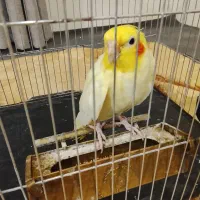 عروس هلندی