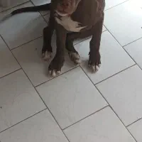 فروش سگ|سگ|تهران, وحیدیه|دیوار