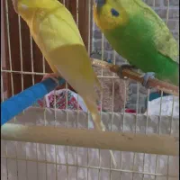 مرغ عشق نروماده