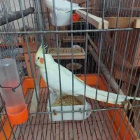 دوتا عروس هلندی