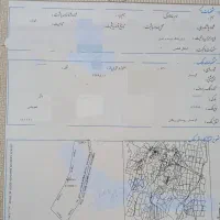 مزرعه پرورش شتر مرغ
