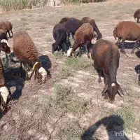 ۳۷ راس گوسفند آبستن جوان سنو شده تضمین|حیوانات مزرعه|گنبد کاووس, |دیوار