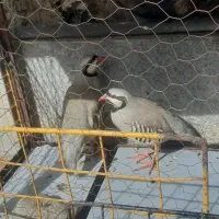 پرنده فروشی