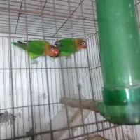 طوطی برزیلی