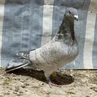 کفتر طاوسی الماسی کاکل میولمنز پشتی دمسفید|پرنده|شیراز, پودنک|دیوار