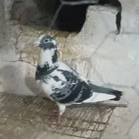 ۵ تا کبوتر بالغ