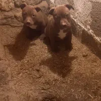 توله پیتبول