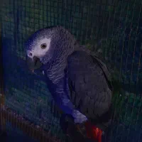 مژدگانی پرنده گمشده