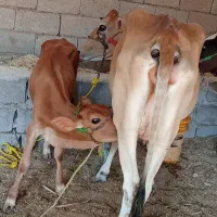 گاوگوساله ماده ۵الی ۶کیلوشیر