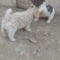سگ شیتزو