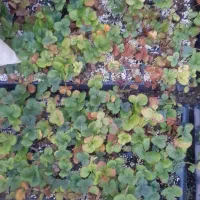 نشای توت فرنگی|گل و گیاه طبیعی|ارومیه, |دیوار