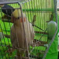 یک جفت عروس هلندی و یکدانه مرغ عشق|پرنده|تاکستان, |دیوار