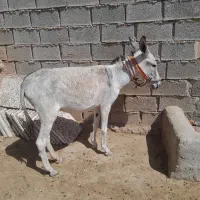 الاغ ماده