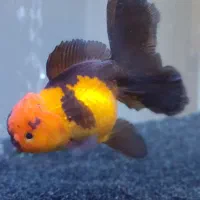 گلدفیش اوراندا