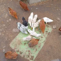 نیمچه گلپایگانی کاکلی و نیمچه اردک پکنی|حیوانات مزرعه|ماکلوان, |دیوار