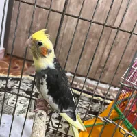 عروس  هلندی|پرنده|کلاچای, |دیوار