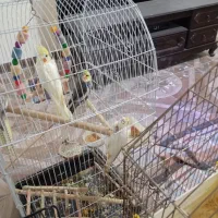 عروس هلندی|پرنده|هشتگرد, هشتگرد قدیم|دیوار