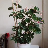 گل عروسی وگل خرفه|گل و گیاه طبیعی|ارومیه, |دیوار