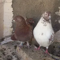 کبوتر گرفتنی|پرنده|قم, آزادگان|دیوار