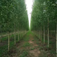 فروش نهال صنوبر نیگرا دارای ۵سال ضمانت ارسال سریع