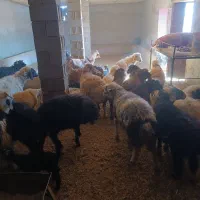 بیست عدد بره سبک .قیمت 410000|حیوانات مزرعه|شیراز, ارم|دیوار