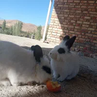 خرگوش|موش و خرگوش|ارومیه, |دیوار