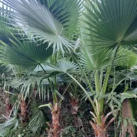 پالم واشنگتن|گل و گیاه طبیعی|طاهرگوراب, |دیوار