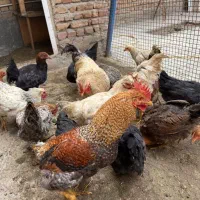 فریح ۴۰۰ خروس ۵۰۰