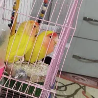 دوعدد کوتوله برزیلی