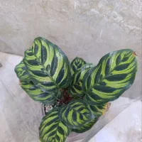 مارانتازبرا