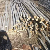 خریدار انواع چوب ودرخت