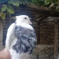 کله الماسی
