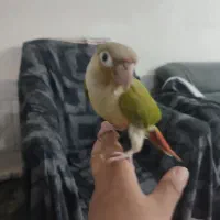 طوطی گرینچیک دستی خیلی ازوم اهلی|پرنده|خواف, |دیوار