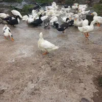 تعدادی اردک محلی و گوشتی