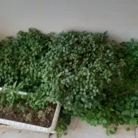 گل و گلدون + قلمه|گل و گیاه طبیعی|اهواز, بهارستان|دیوار