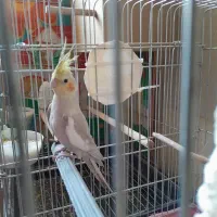 عروس هلندی نر جوجه ۶ماهه بشرط سلامت|پرنده|تهران, سلسبیل شمالی|دیوار