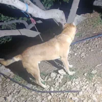 توله سگ 8ماهه
