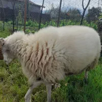 گوسفند زنده