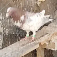 دوتا دورگ دوری