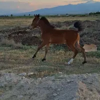 کره‌اسب‌نریان