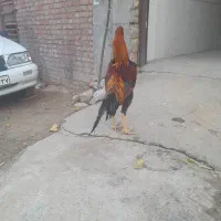 خروس لاری هشت ماه|حیوانات مزرعه|بوکان, |دیوار